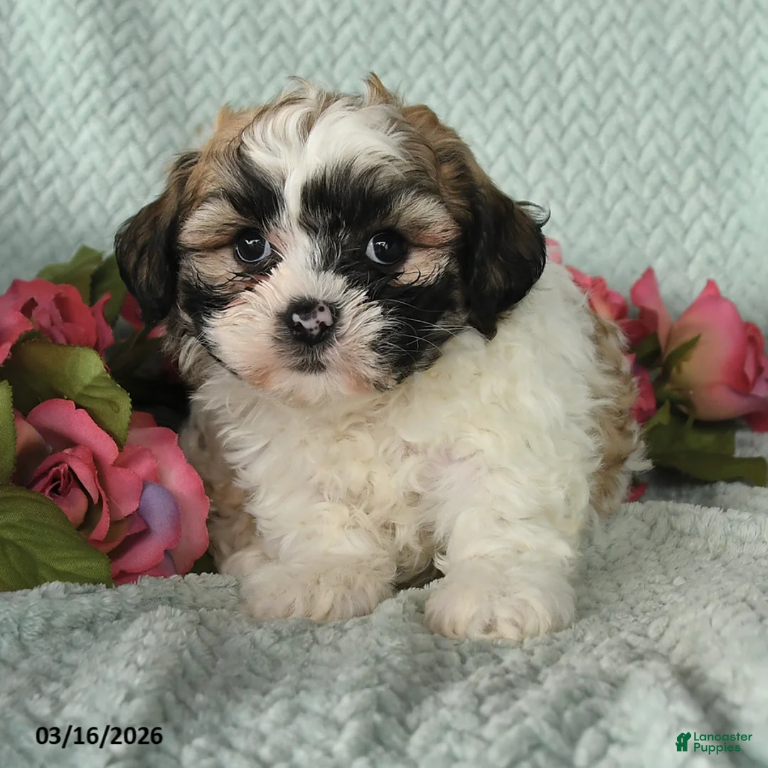 Teddy Bear dogs for sale: Jose - Ad 2