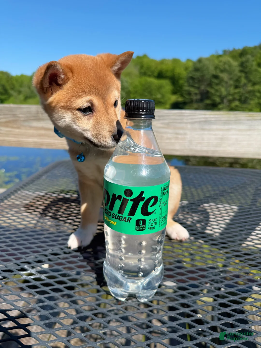 Shiba Inu dogs for sale: 💙 Bluey 💙 - Ad 2