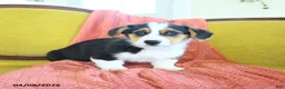 Welsh Corgi Pembroke dogs for sale: Toola - Ad 2