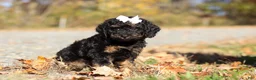 Miniature Poodle dogs for sale: Sadie (AKC) - Ad 5