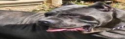 Cane Corso dogs for sale: Cane Corso Puppy 3 pearl  - Ad 5