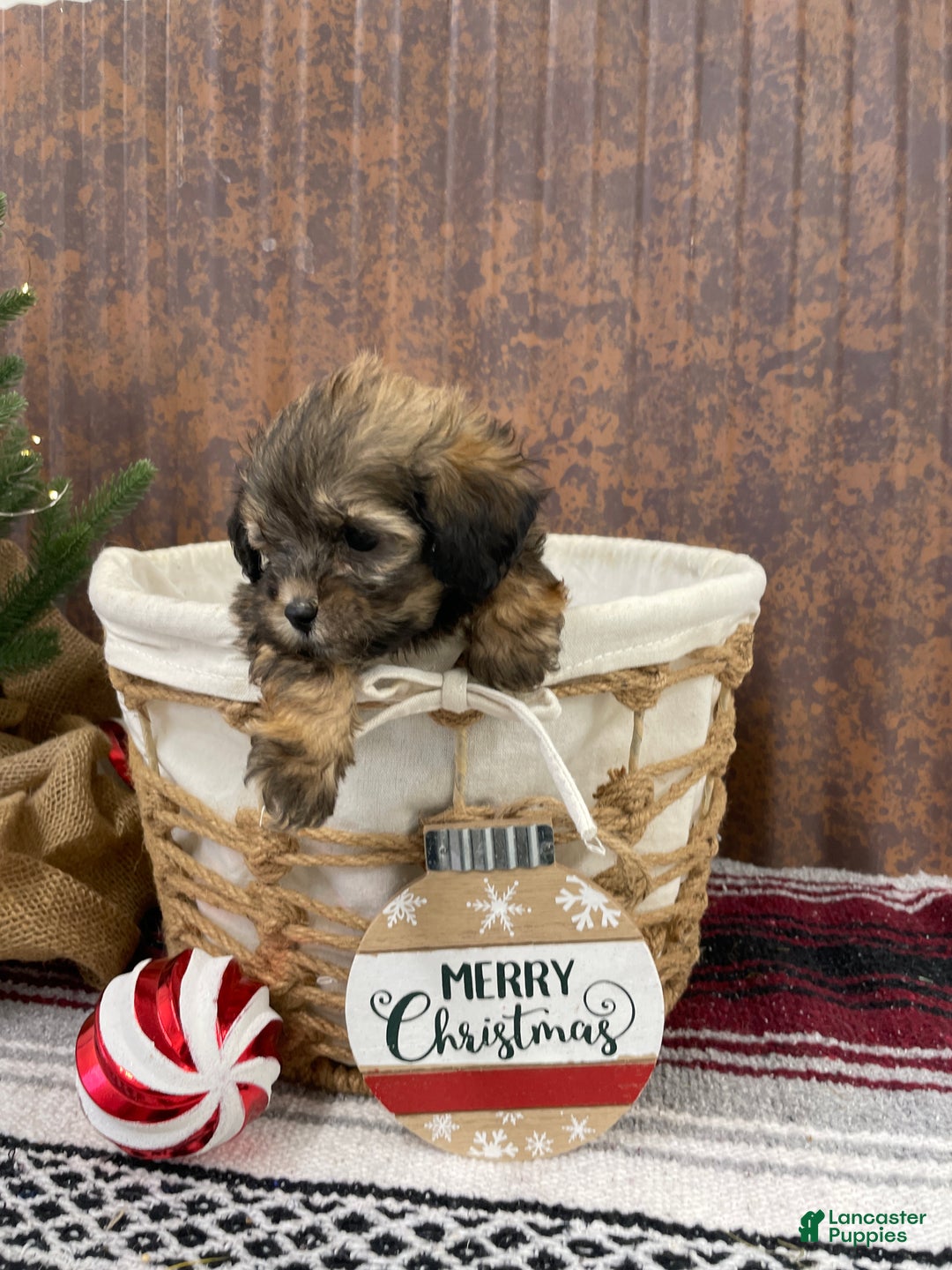 Shihpoo dogs for sale: Camden  - Ad 4