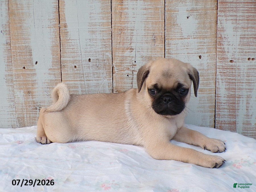 Pug dogs Mason - Ad 2