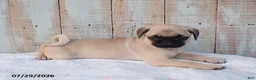 Pug dogs for sale: Mason - Ad 2