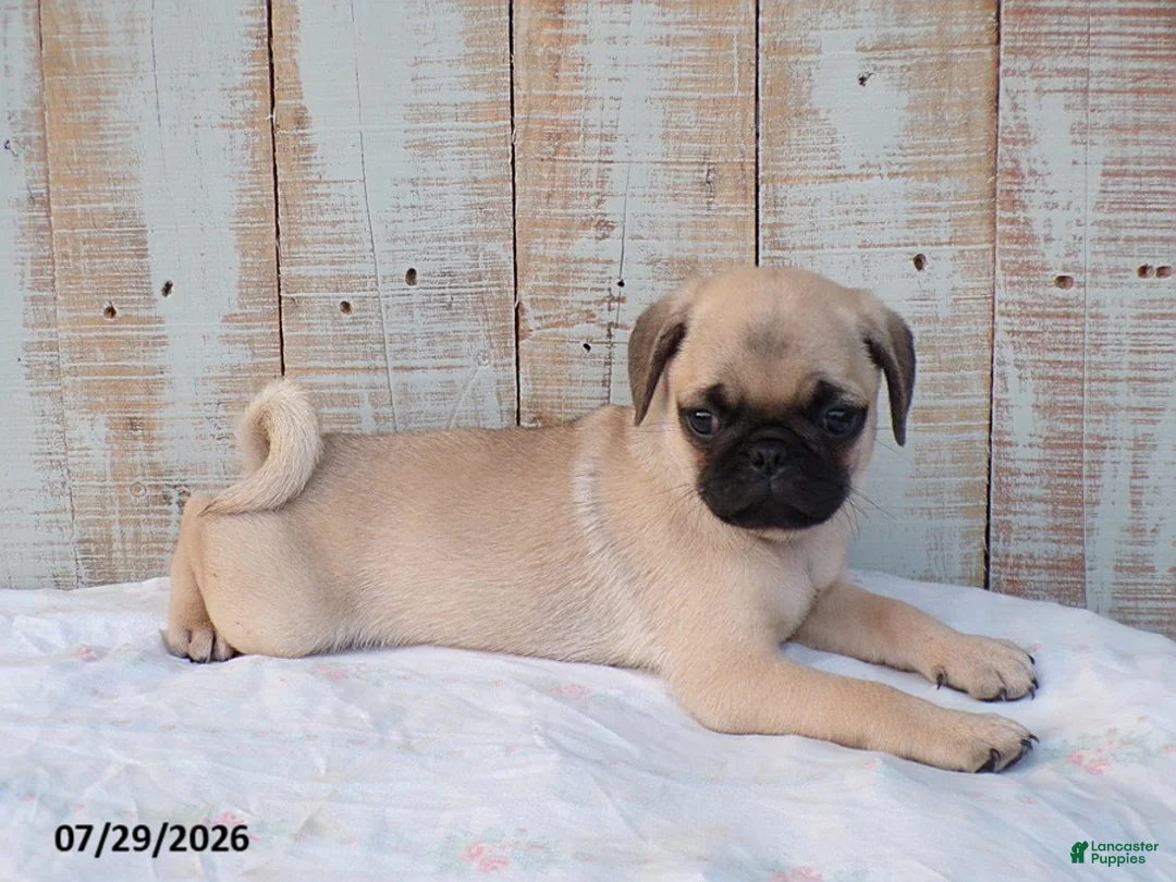 Pug dogs for sale: Mason - Ad 2