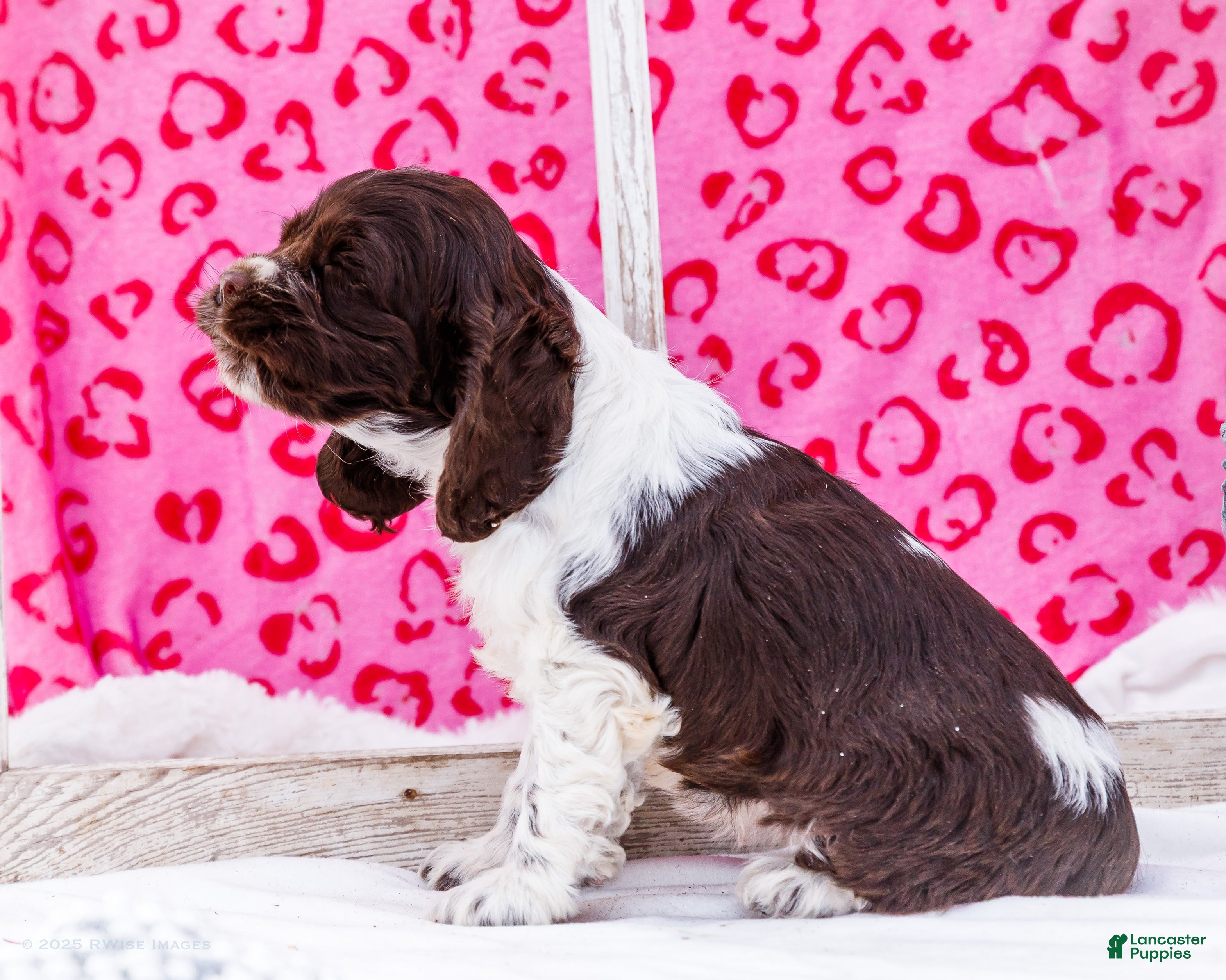 Cocker Spaniel dogs Whitney - Ad 2