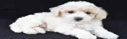 Cavachon dogs for sale: Jewel - Ad 2