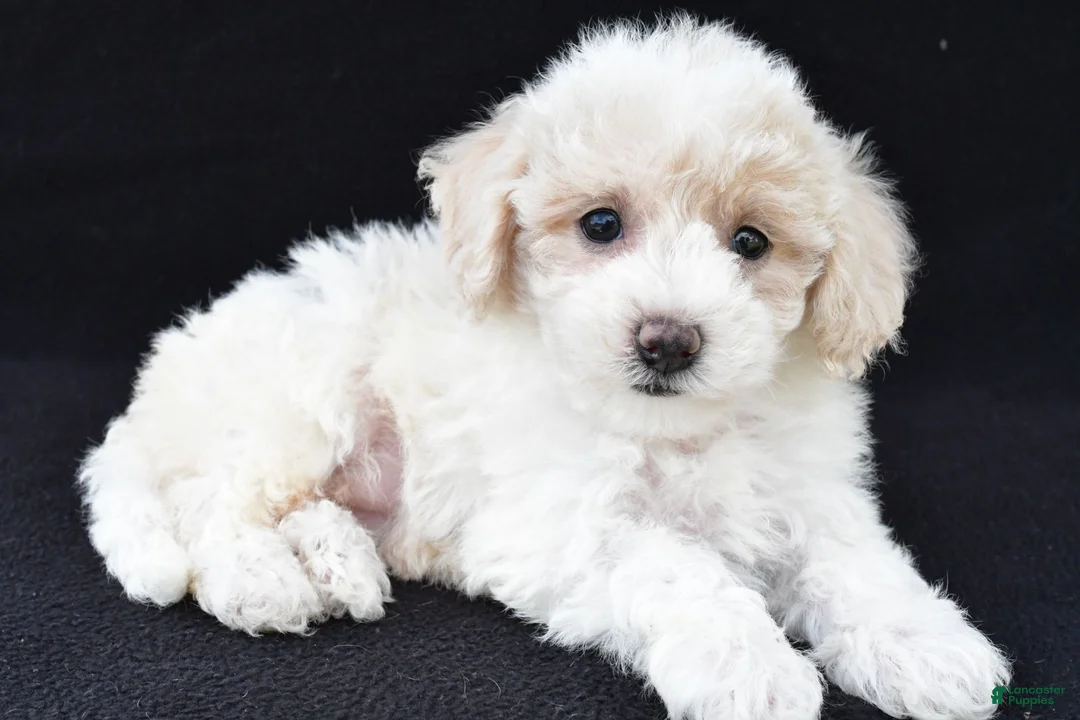 Cavachon dogs for sale: Jewel - Ad 2