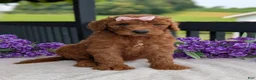 Goldendoodle dogs for sale: Miss Emmie - Ad 25