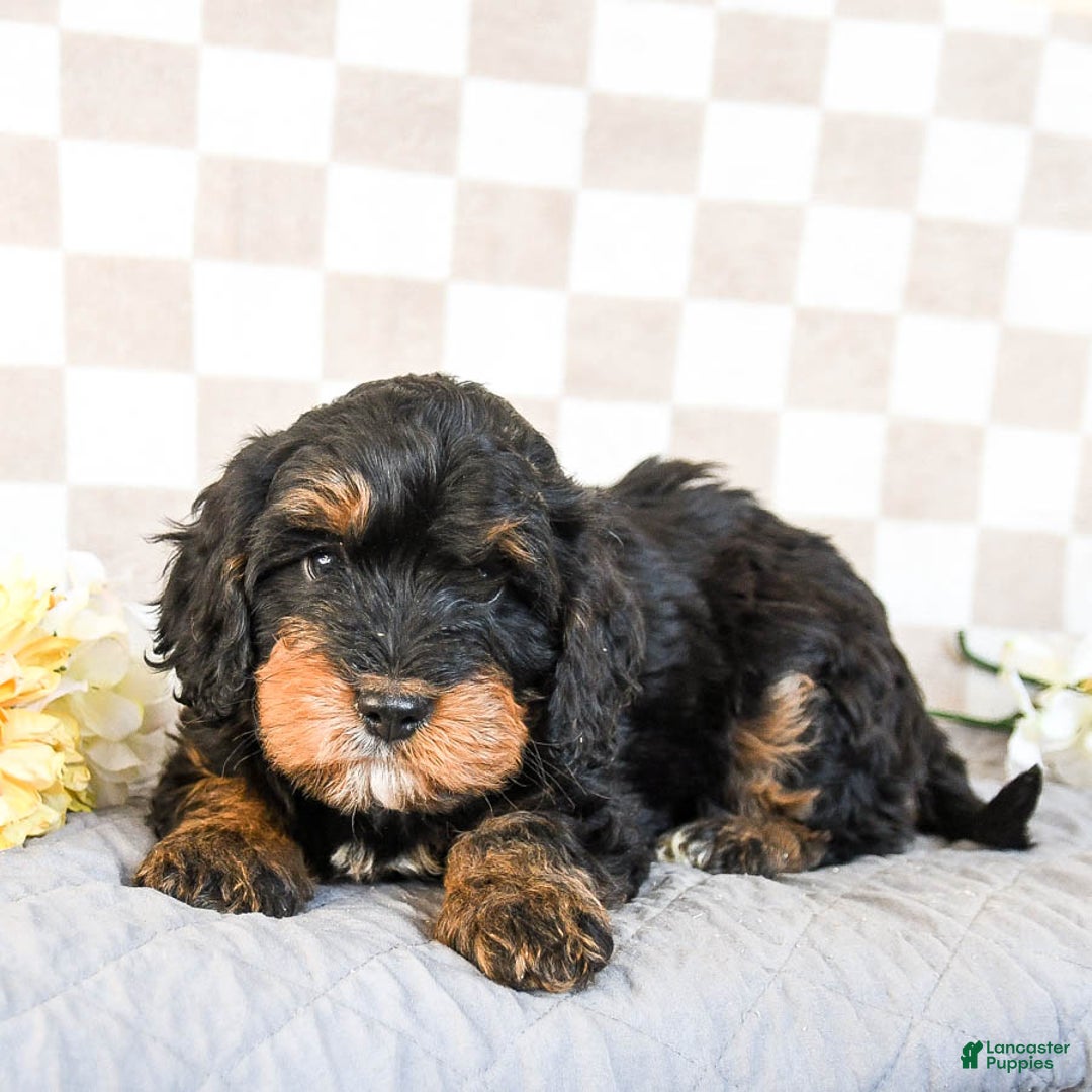 Cavapoo dogs for sale: Rex - Ad 2