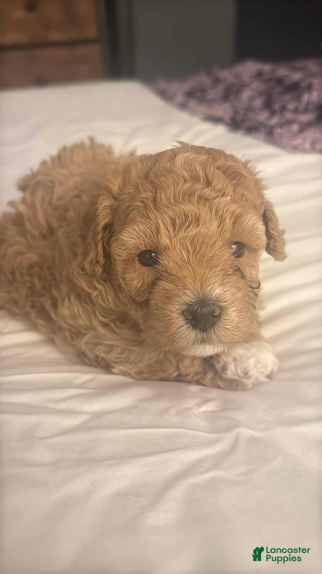 Maltipoo dogs for sale: Maltipoo Puppy 1 - Ad 2
