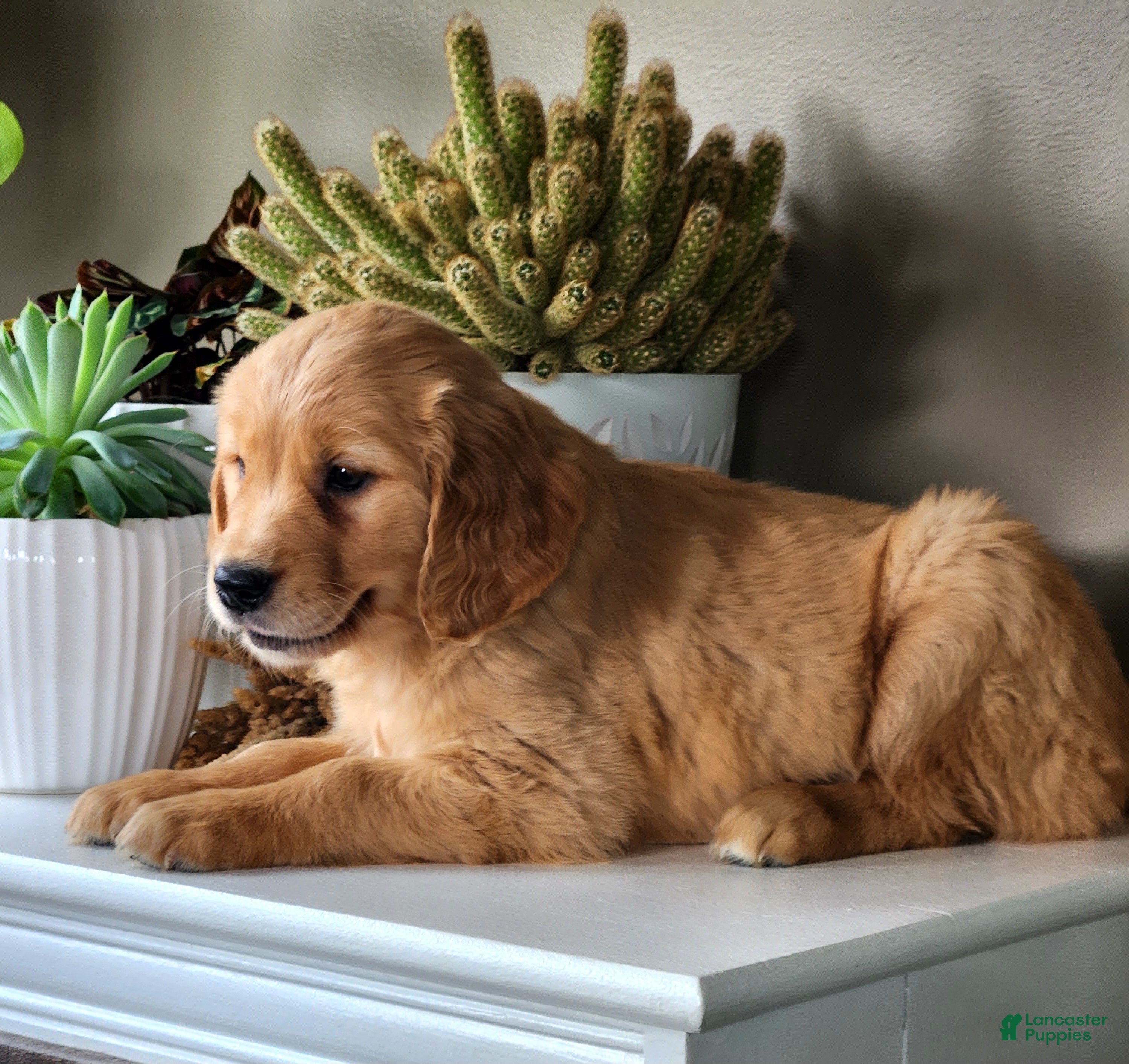 Golden Retriever dogs Sunny - Ad 1