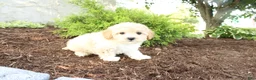 Cavapoo dogs for sale: Austin - Ad 3