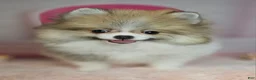 Pomeranian dogs for sale: Pomeranian 3 - Ad 4