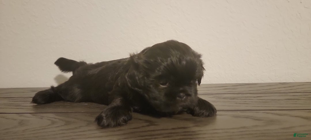 Shih Tzu dogs for sale: CHARLIE, Shih Tzu, Male, 10 weeks, AKC Champion Blood Line - Ad 12