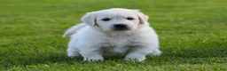 Golden Retriever dogs for sale: Riley - Ad 4