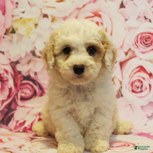 Cavapoo dogs Damon - Ad 2