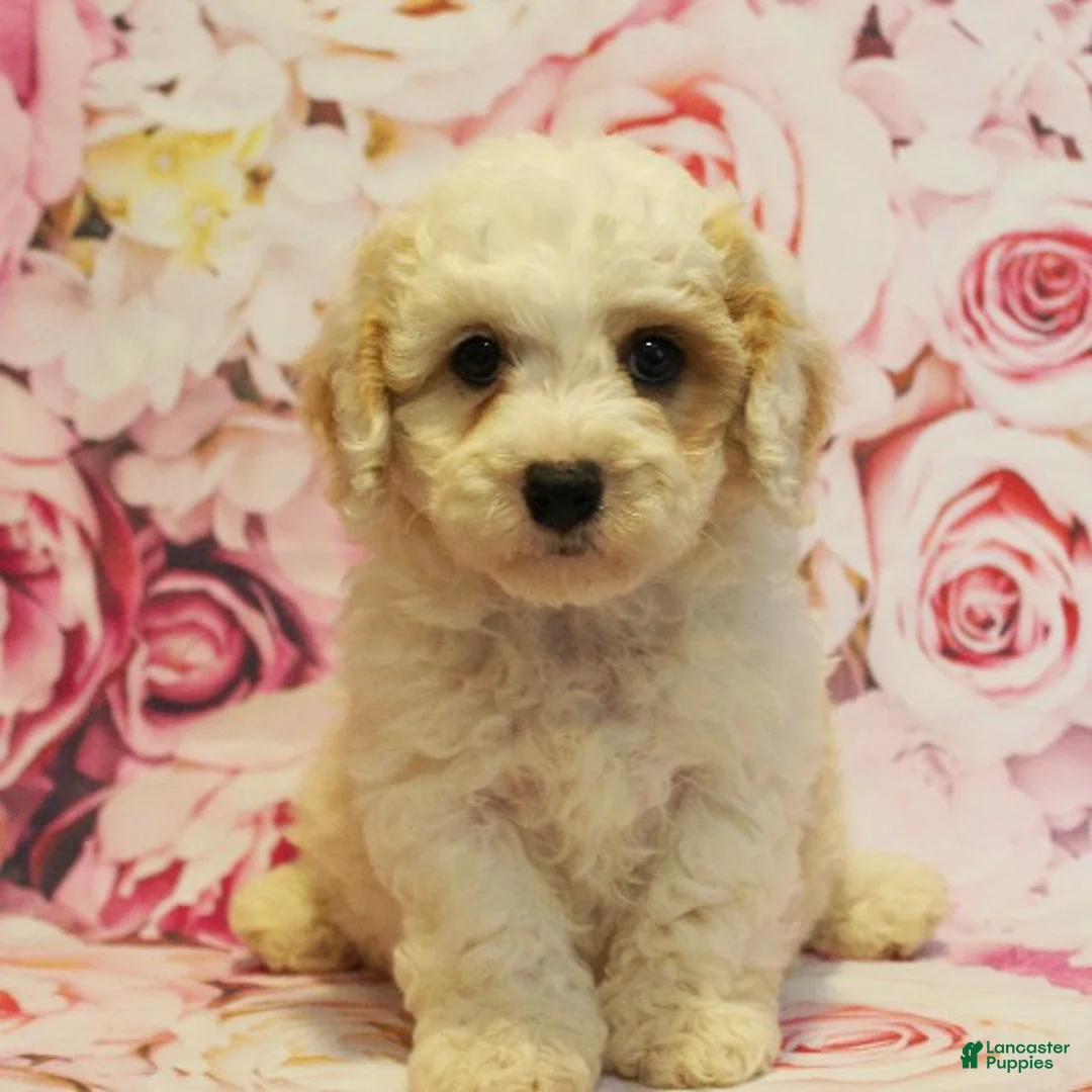 Cavapoo dogs for sale: Damon - Ad 2
