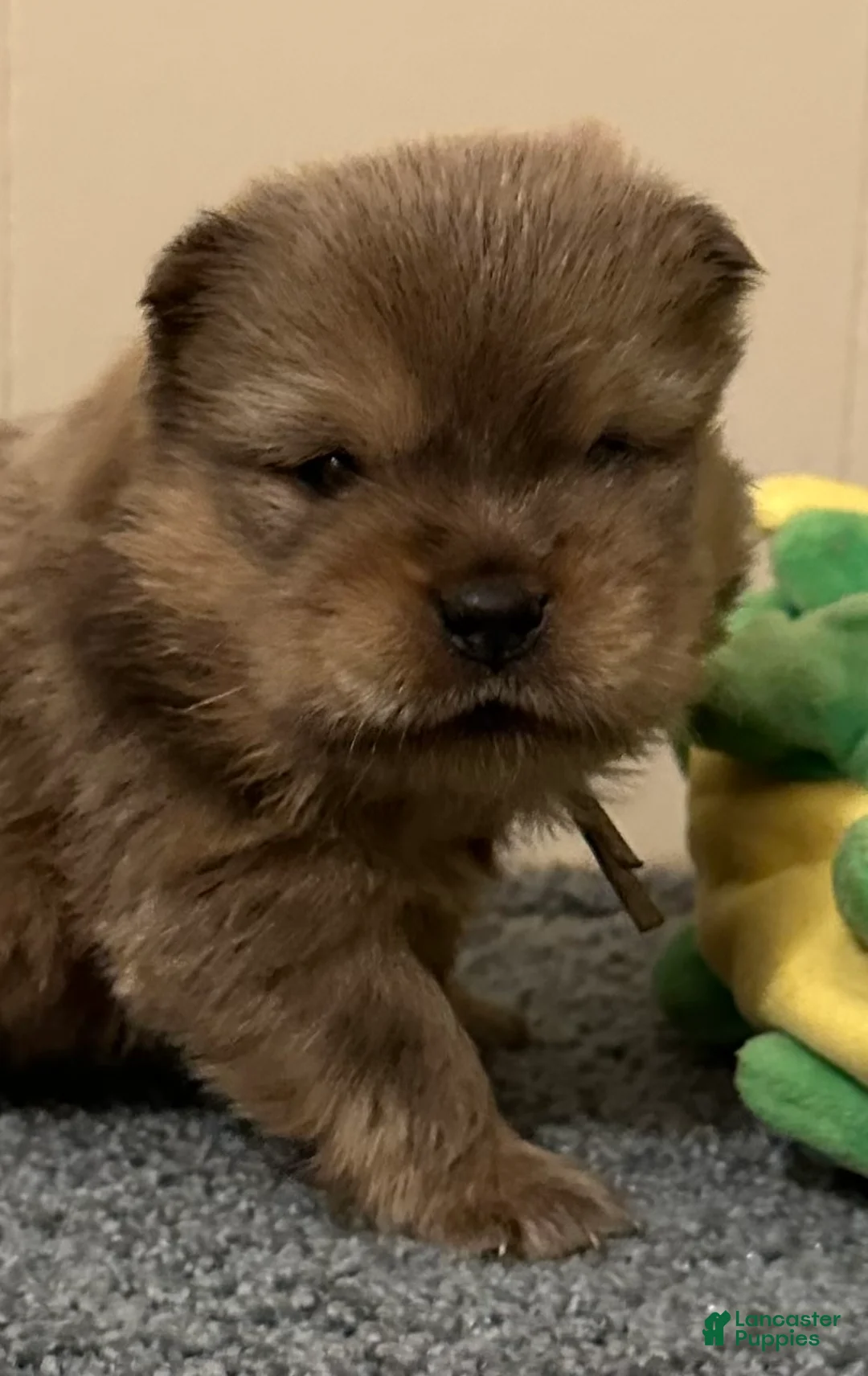 Chow Chow dogs for sale: Peanut  - Ad 1