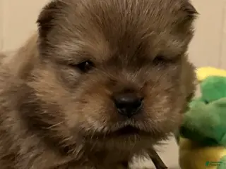 Chow Chow dogs Peanut - Ad 8