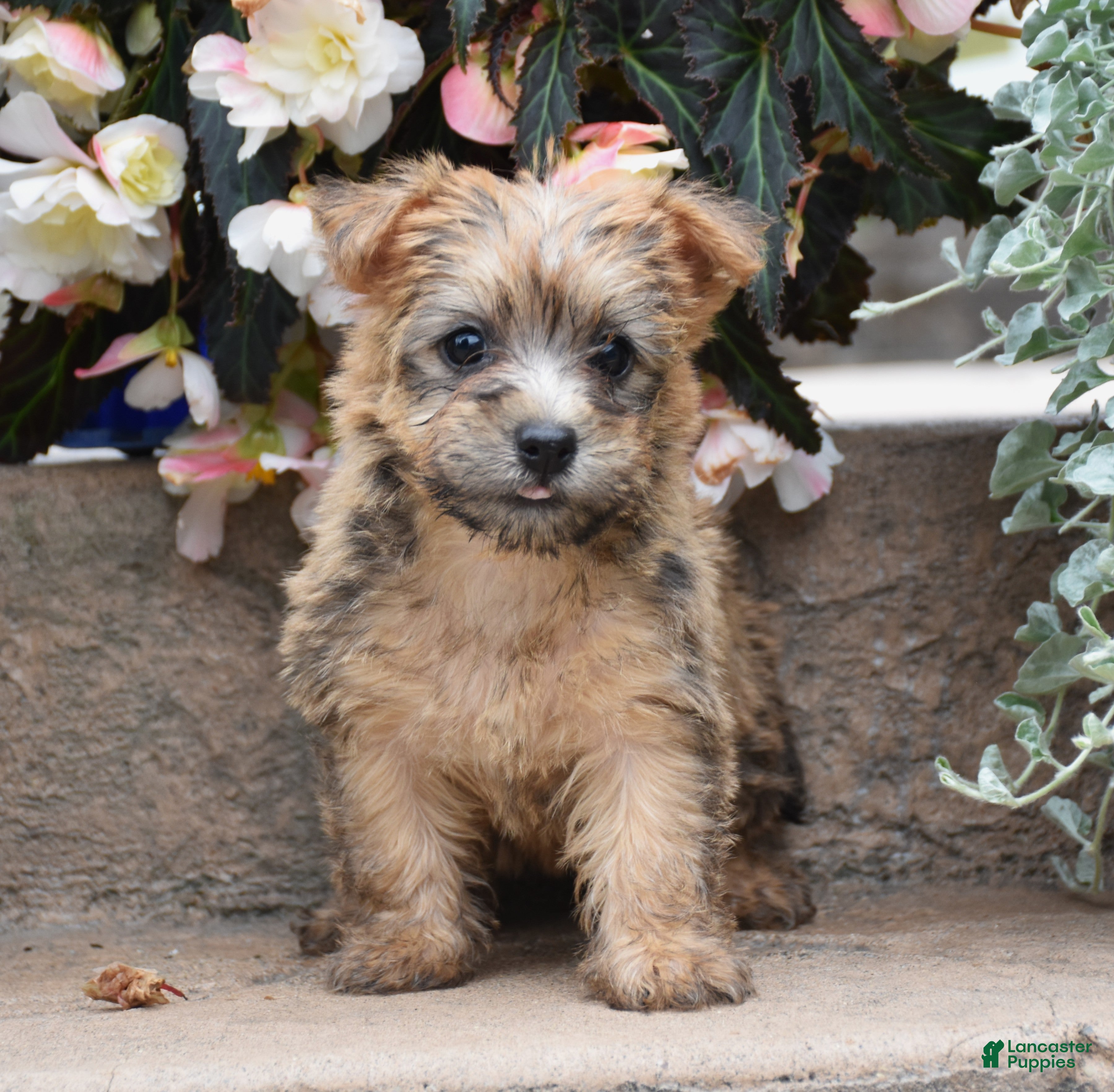 Cairn Terrier dogs Zora - Ad 1