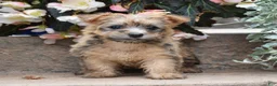 Cairn Terrier dogs for sale: Zora - Ad 1