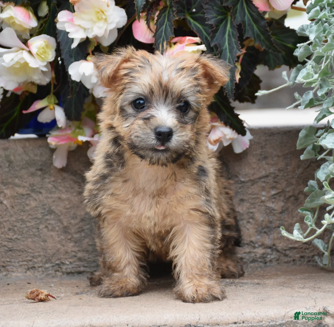 Cairn Terrier dogs for sale: Zora - Ad 1