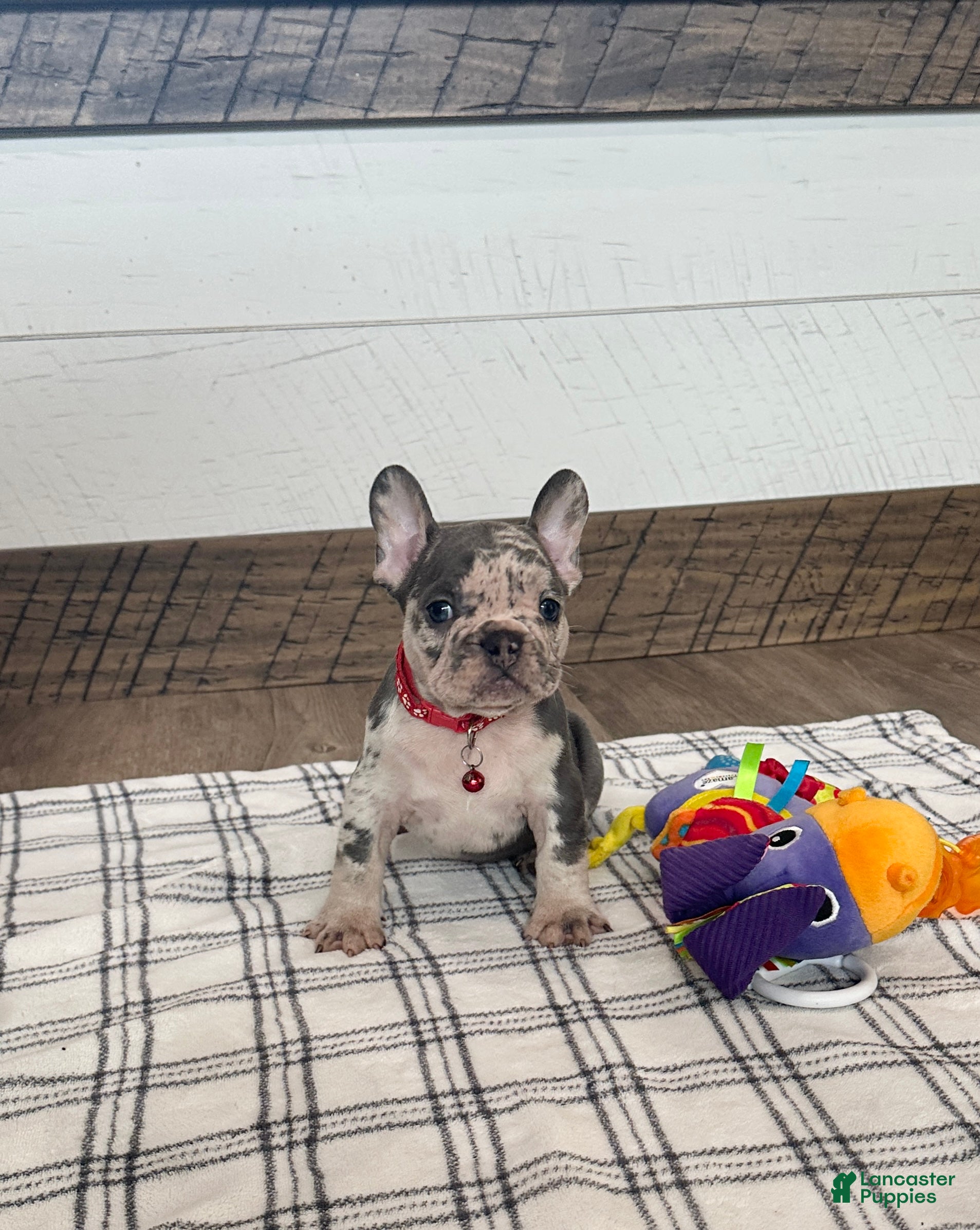 French Bulldog dogs Smokey  - Ad 1