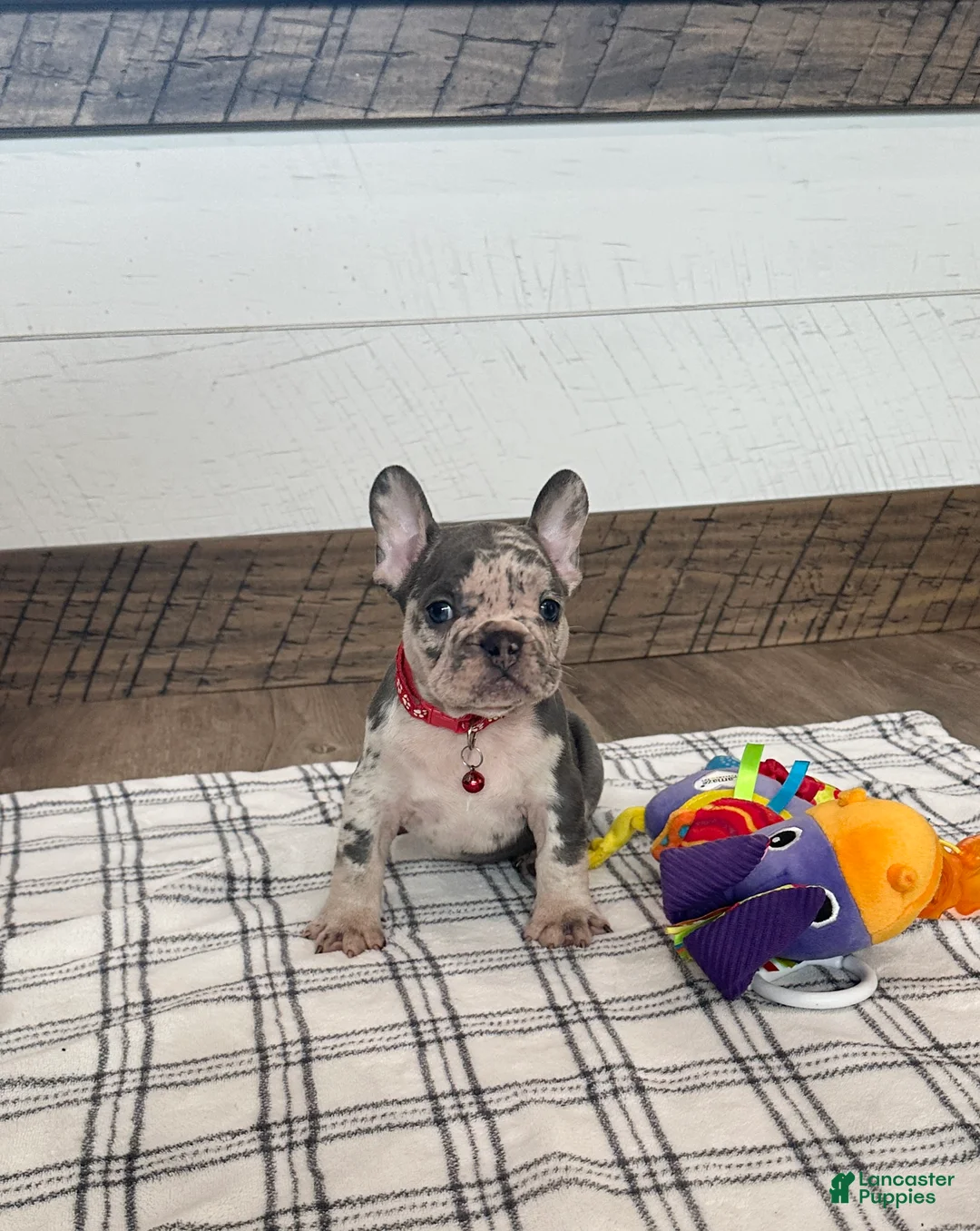 French Bulldog dogs for sale: Smokey  - Ad 1