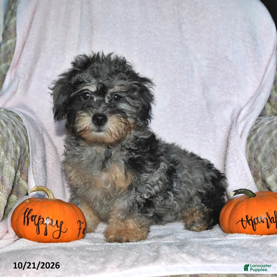 Teddy Bear dogs for sale: Jasper - Ad 1