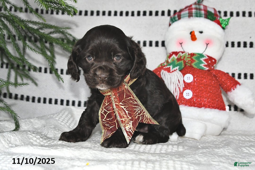 Cocker Spaniel dogs for sale: Holly - Ad 7