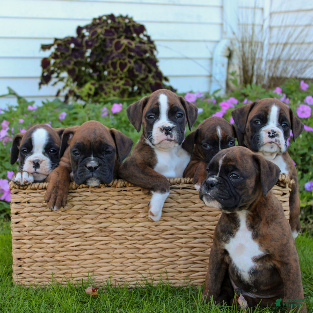 Boxer dogs for sale: Dexter  - Ad 5