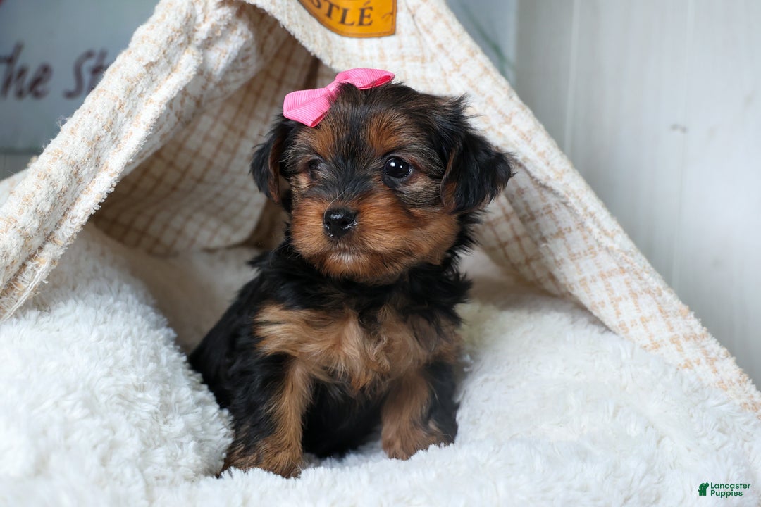 Yorkshire Terrier dogs for sale: CASSIE - Ad 2