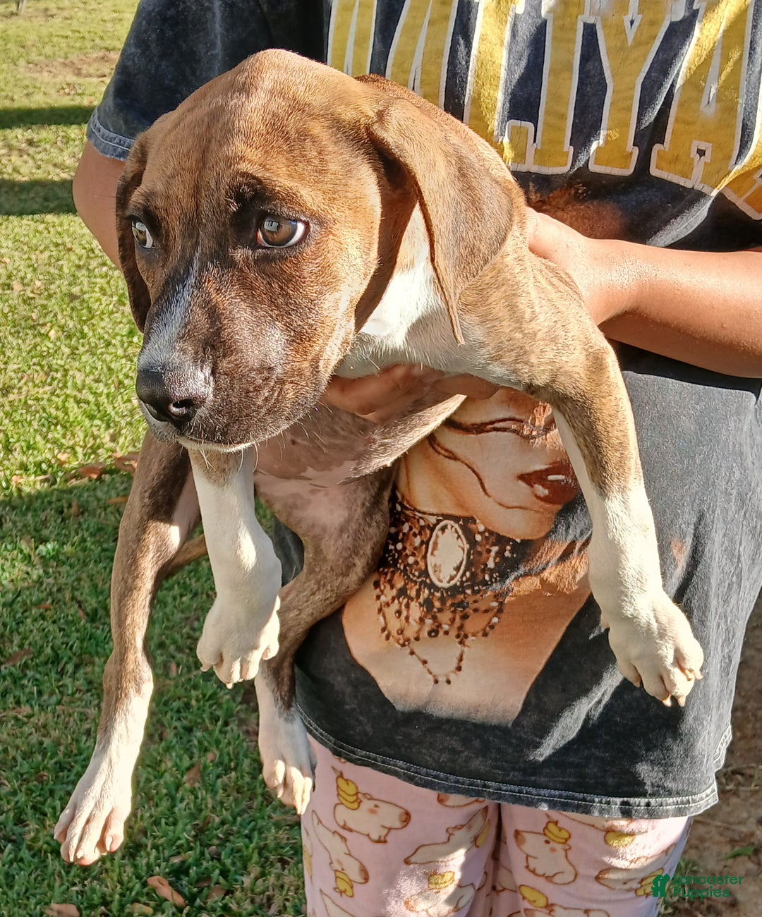 American Pit Bull Terrier dogs for sale: American Pit Bull Terrier Puppy 1 - Ad 3