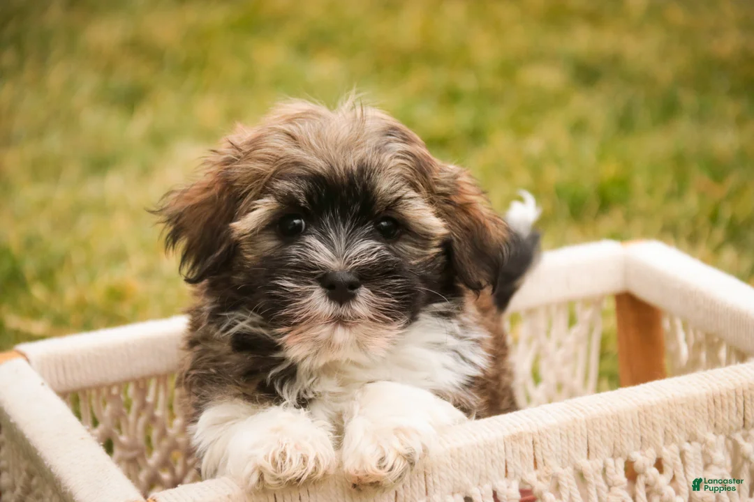 Havanese dogs for sale: Rambo - Ad 2