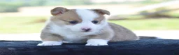 Welsh Corgi Pembroke dogs for sale: Diesel - Ad 5