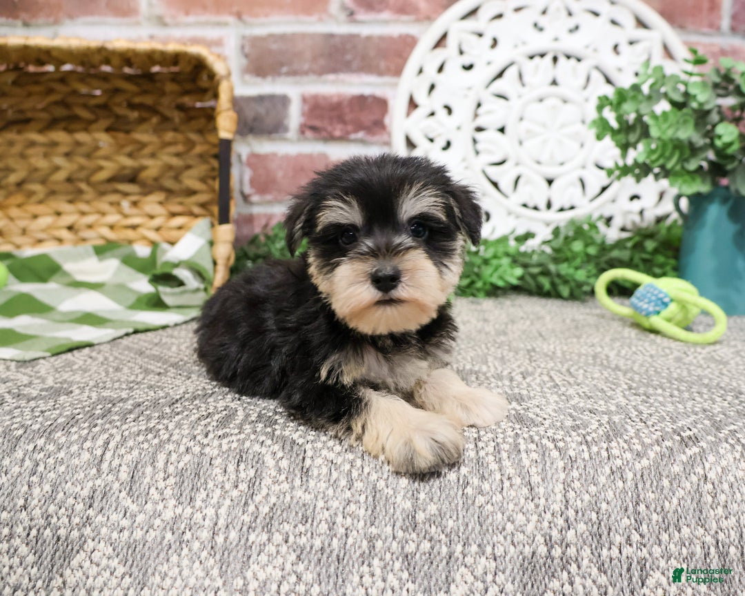 Miniature Schnauzer dogs for sale: Eduardo  - Ad 5