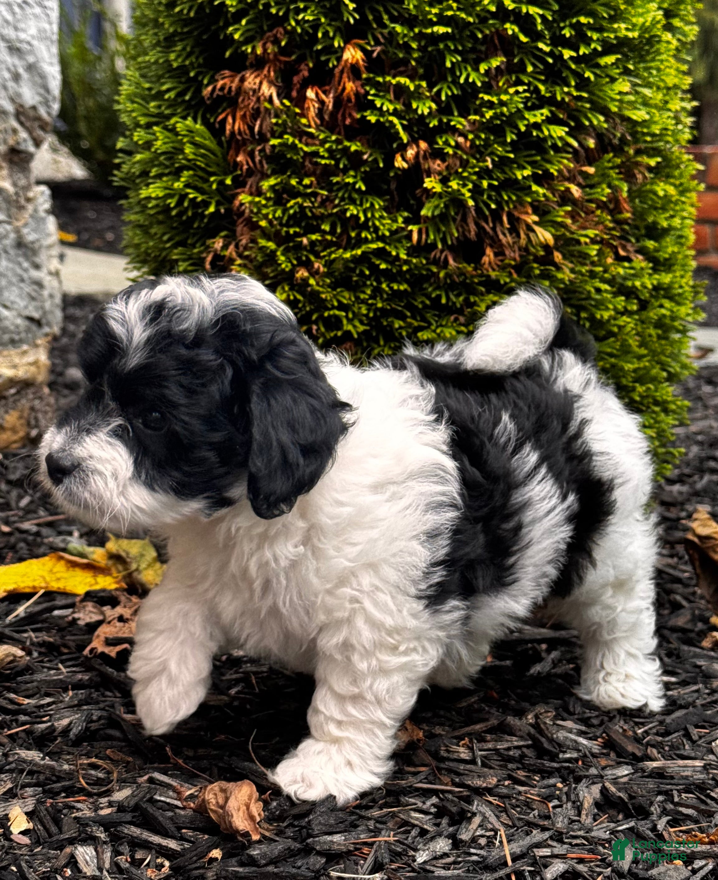 Mini Aussiedoodle dogs Bentley - Ad 2