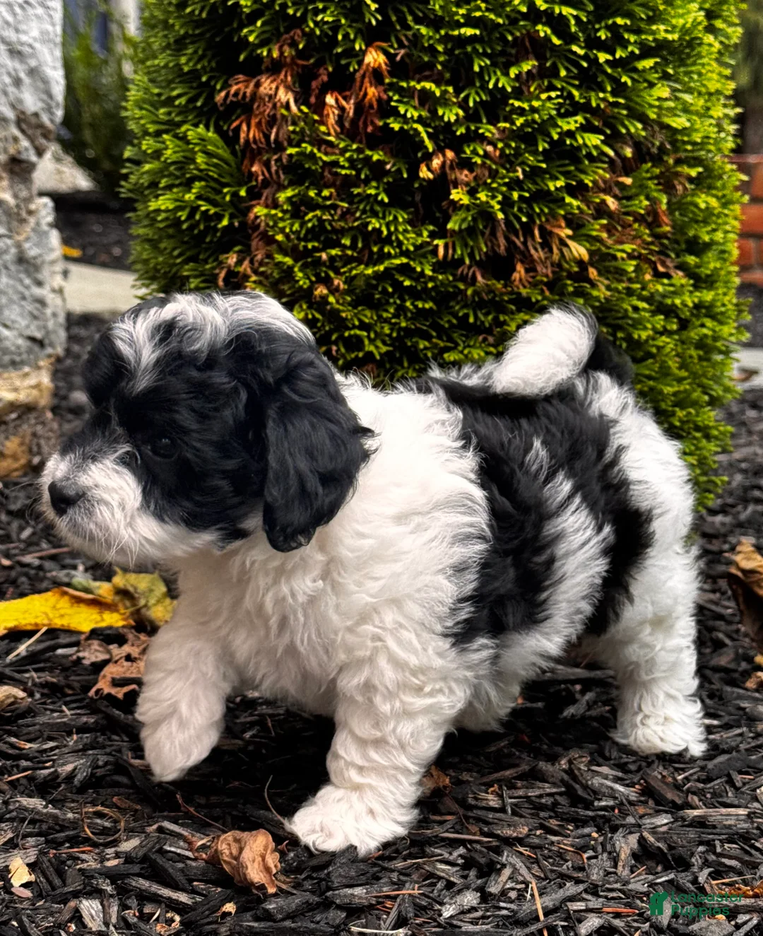 Mini Aussiedoodle dogs for sale: Bentley - Ad 2