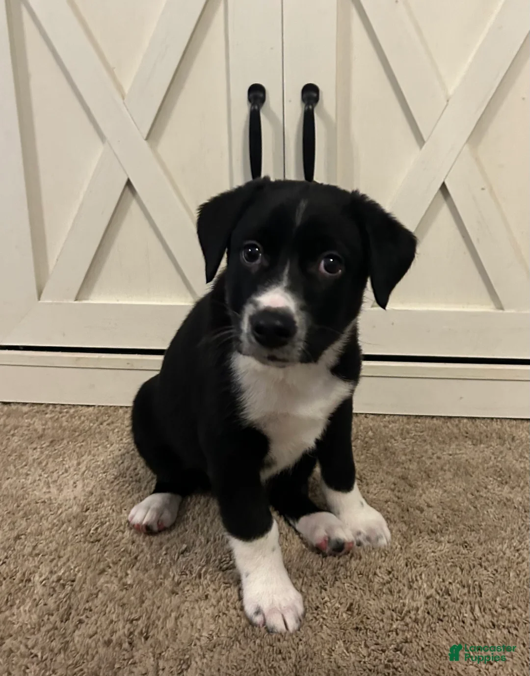 Mixed Breed dogs for sale: Rip - Ad 2