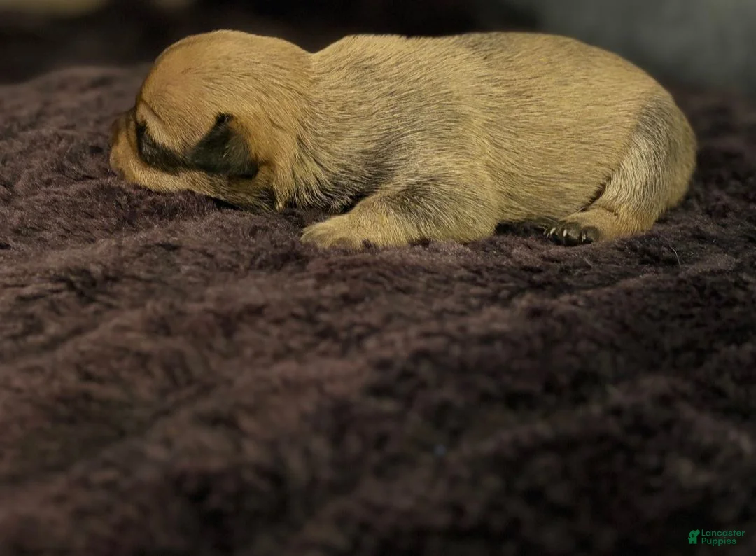 Chiweenie dogs for sale: Nugget - Ad 2