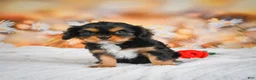 Cavalier King Charles Spaniel dogs for sale: Cavalier King Charles Spaniel Puppy 1 - Ad 3
