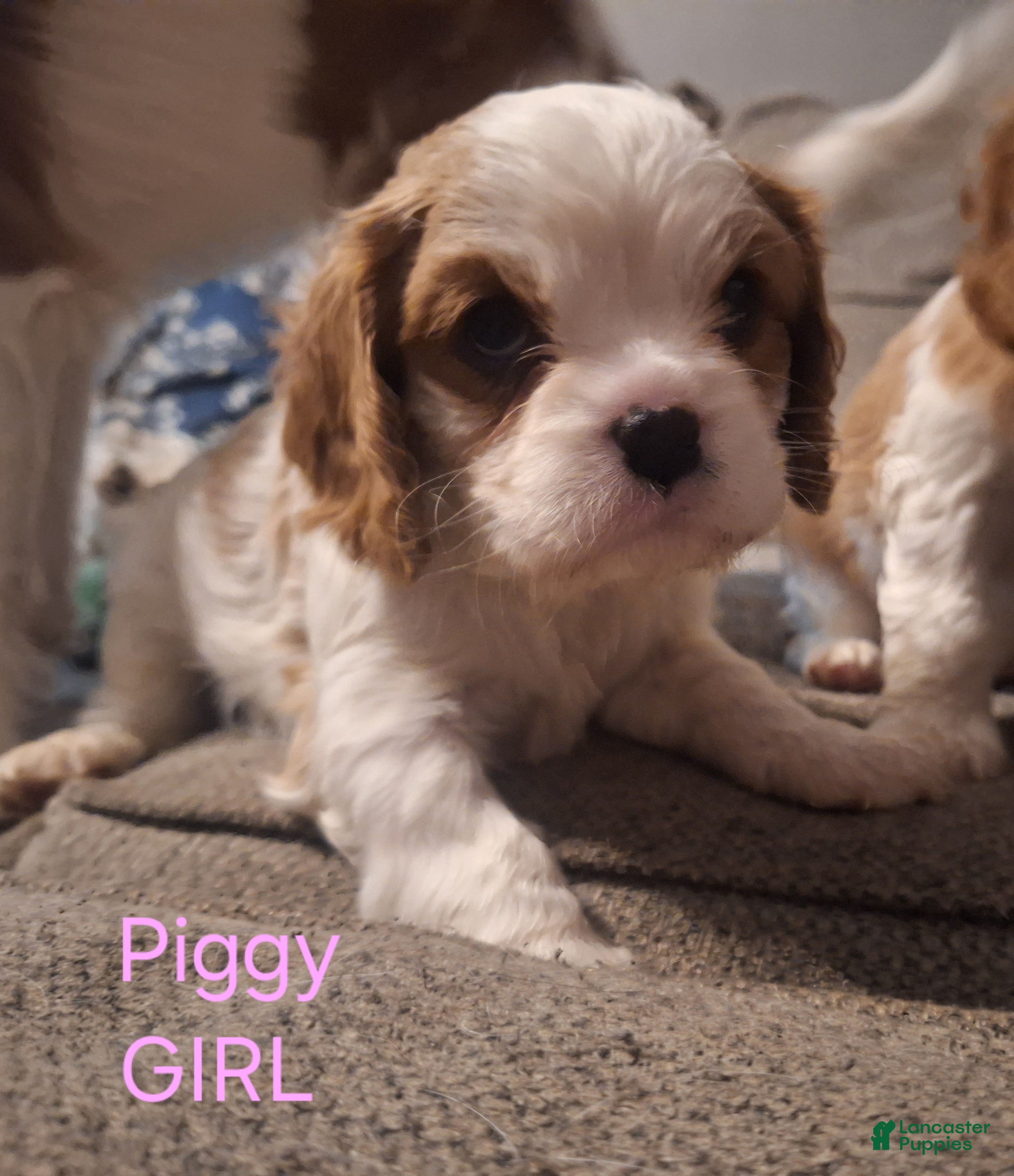 Cavalier King Charles Spaniel dogs Cavalier King Charles Spaniel Puppy 4 - Ad 34