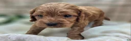 Cockapoo dogs for sale: Versace - Ad 17