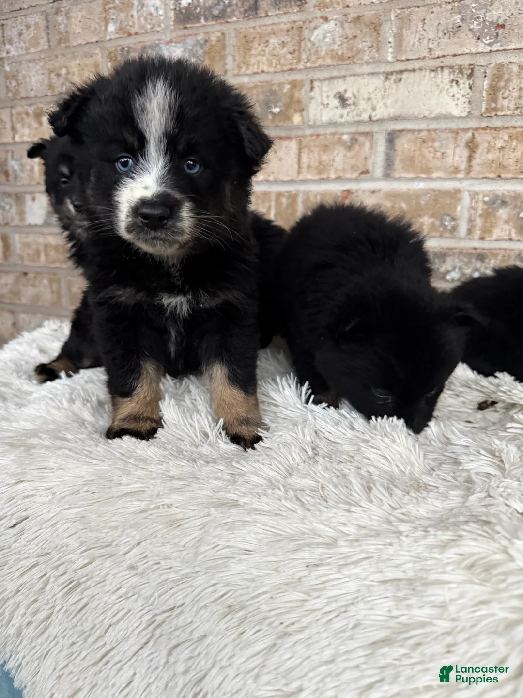 Pomsky dogs for sale: Percey - Ad 5