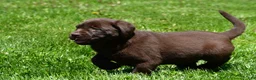 Labrador Retriever dogs for sale: Libby - Ad 14