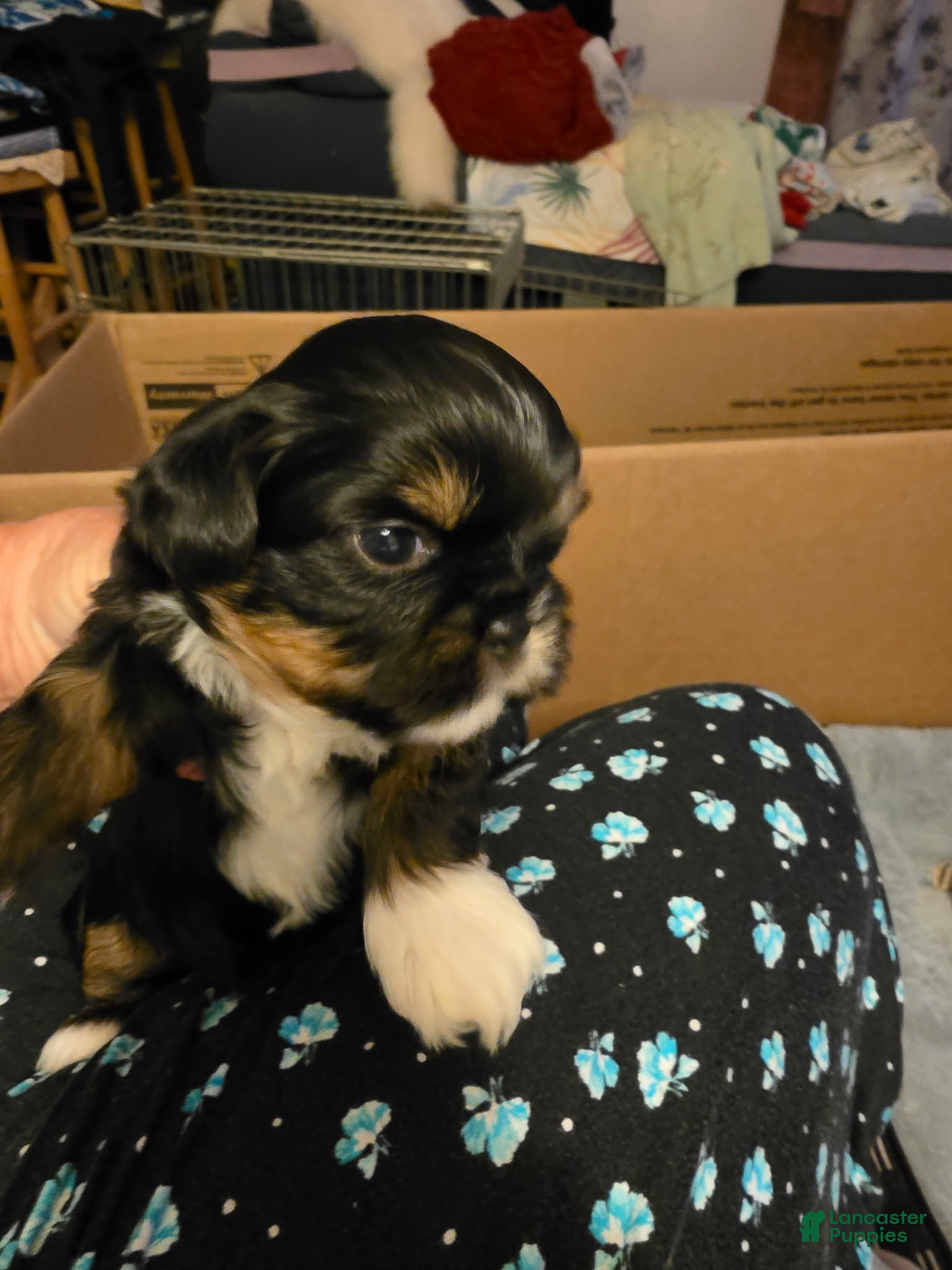 Shih Tzu dogs Diva - Ad 1