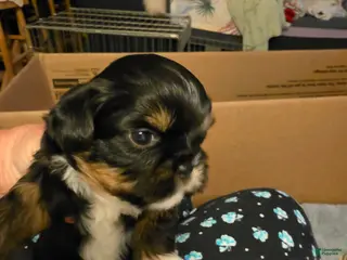 Shih Tzu dogs Diva - Ad 39