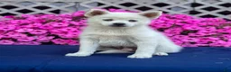 Pomsky dogs for sale: Sierra  - Ad 11