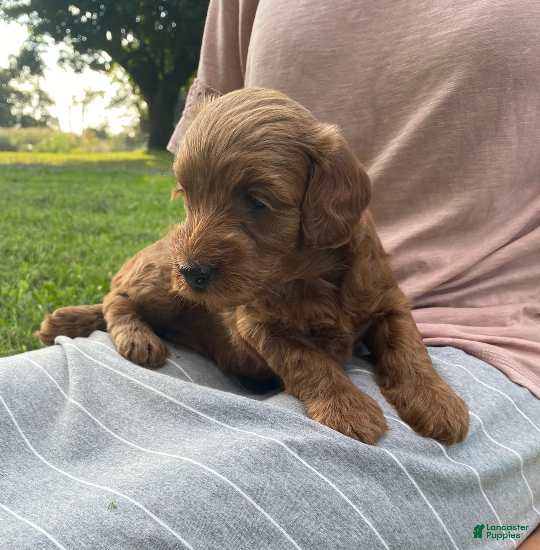 Miniature Labradoodle dogs for sale: Paris-mini red F1b - Ad 2